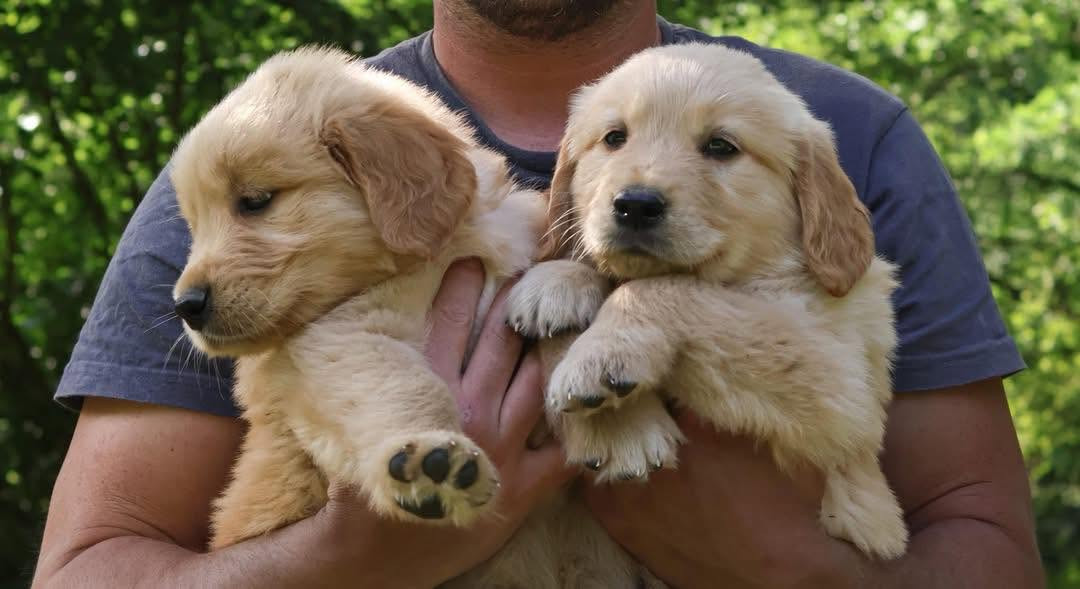 Terry Legasse - Golden Retriever - Portée née le 15/04/2026