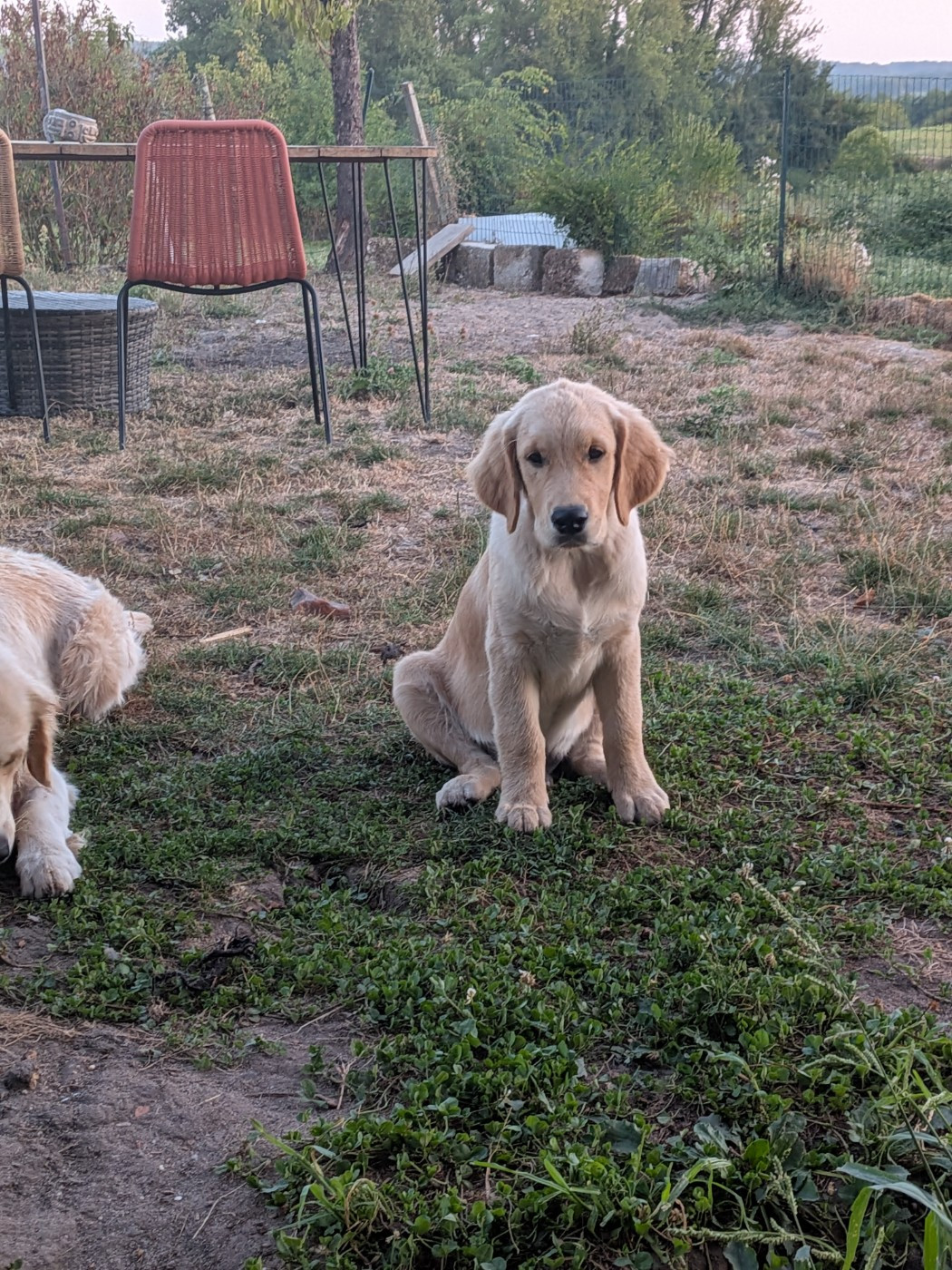 Terry Legasse - Chiots disponibles - Golden Retriever